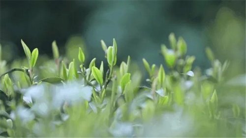 开卷有益｜茶人高手速成班：《茶之生津》