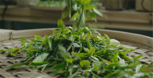 开卷有益｜茶人高手速成班：《茶之锁喉》