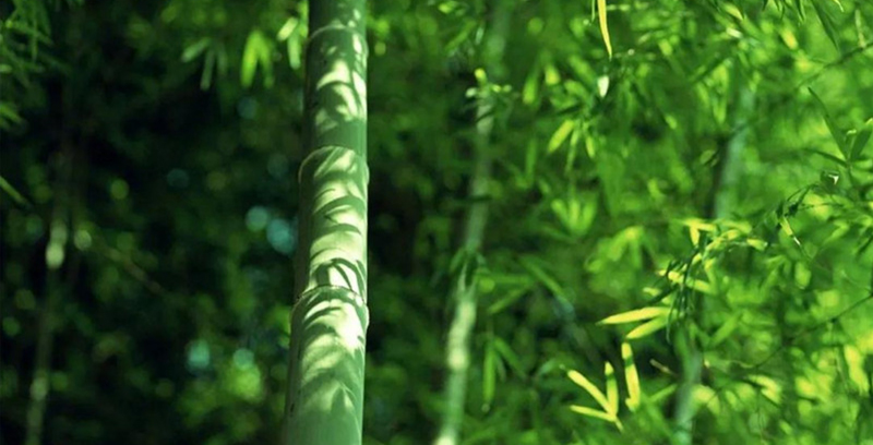 簡小葉食谱｜再说麻竹笋干：应简粉的强烈要求